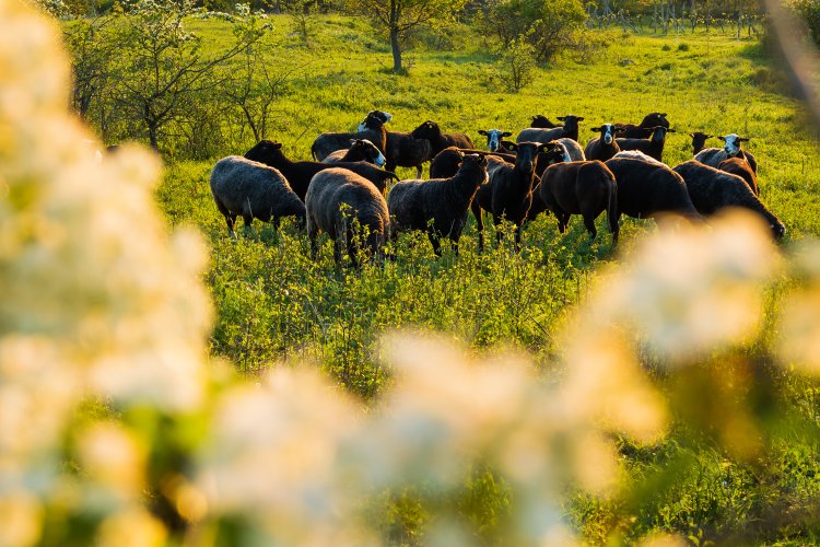 ovce a kozy na Dunajovických kopcích