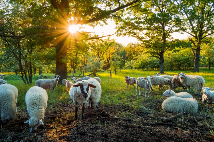 Pastva ovcí na Stolové hoře