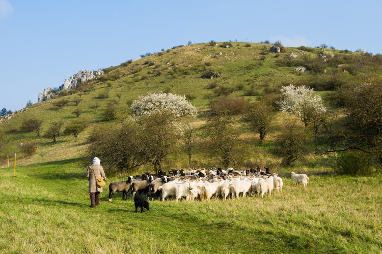 volná pastva ovcí a koz v NPR Tabulová