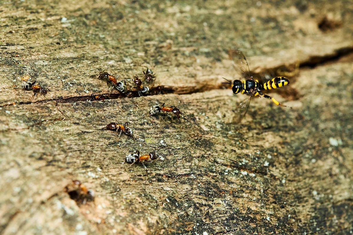 kutík křivonártý na lovu mravenců lužních