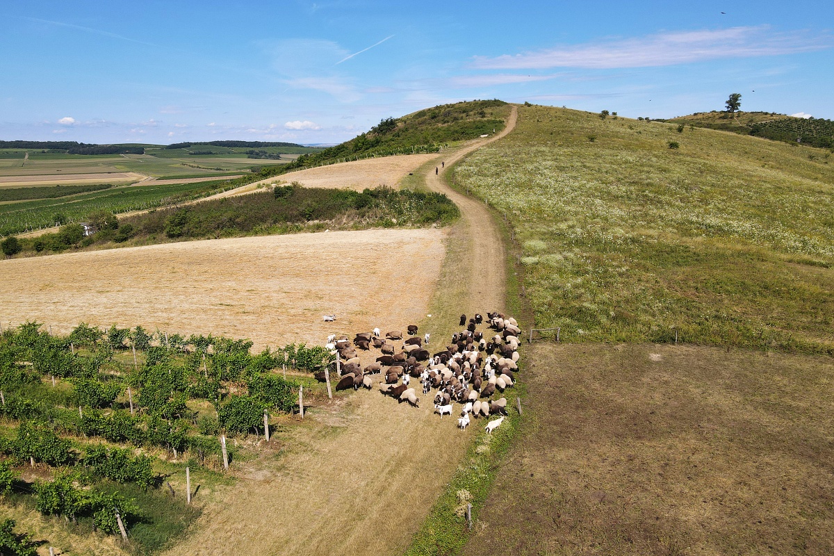 pastva v NPP Dunajovické kopce