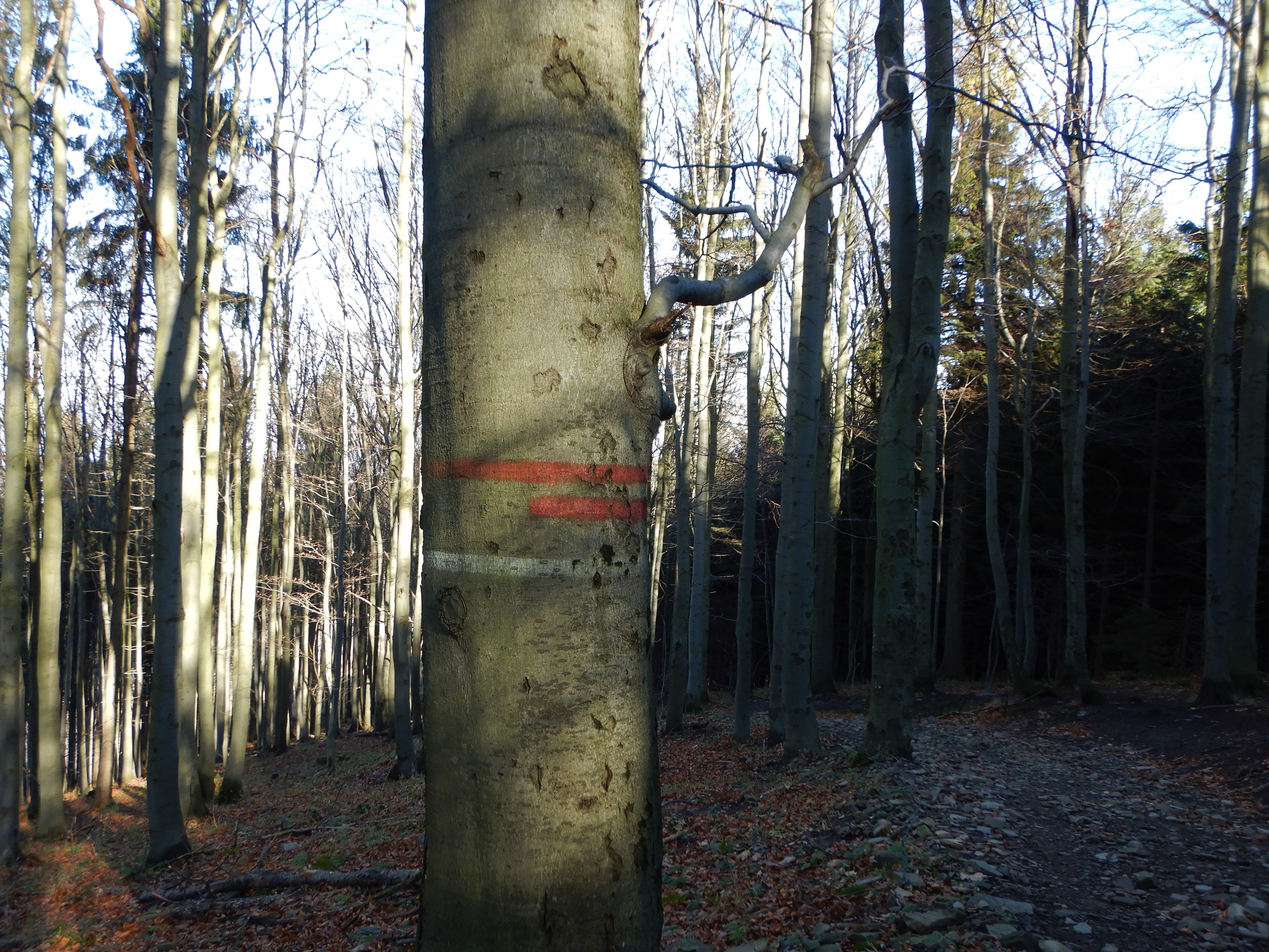 Turistické značení na stromě.