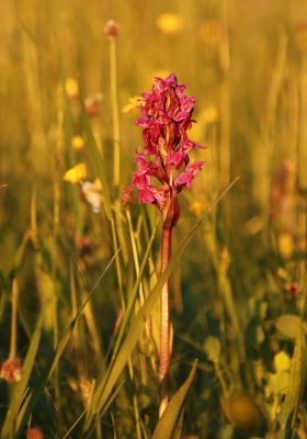 Rozkvetlá orchidej v Beskydech.