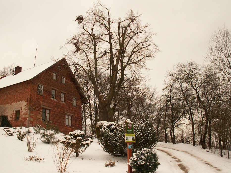 Maixnerova lípa - lípa srdčitá.