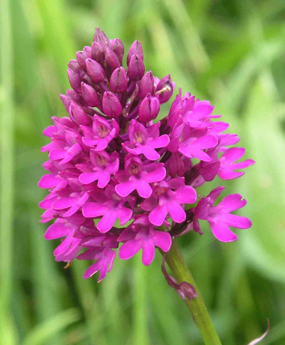 Rozkvetlý Anacamptis pyramidalis.